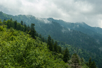 Fototapeta na wymiar Great Smoky Mountains in Early Summer