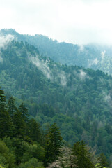 Great Smoky Mountains in Early Summer