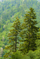 Great Smoky Mountains in Early Summer