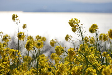 Fototapeta premium 菜の花の風景