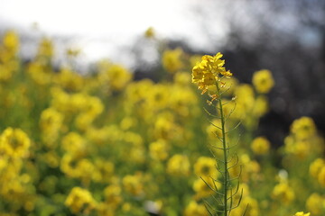 菜の花の風景