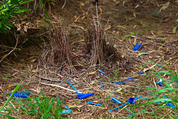 Bower bird nest, from the bird family Ptilonorhynchidae.  The males build a structure and decorate it with sticks and brightly coloured objects in an attempt to attract a mate.