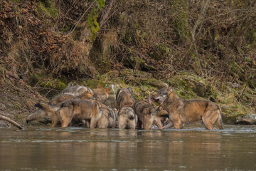 The Wolves eating a deer. Bieszczady Mountains, Carpathians, Poland.