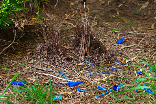Bower bird nest, from the bird family Ptilonorhynchidae.  The males build a structure and decorate it with sticks and brightly coloured objects in an attempt to attract a mate.