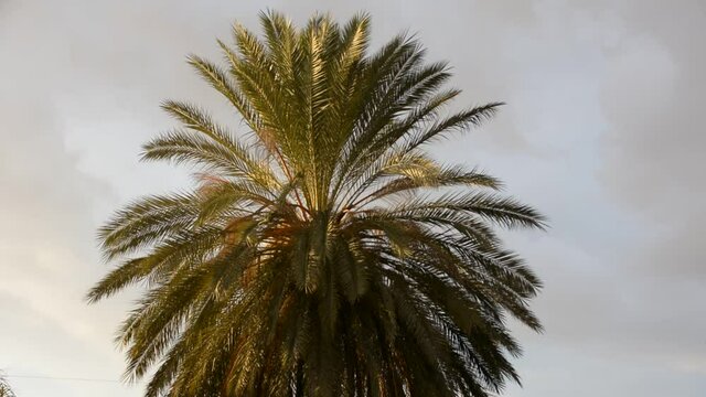 date palm in sunset sun with storm clouds