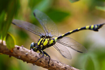Ictinogomphus australis, known as the Australian tiger, is a species of dragonfly in the family Lindeniidae