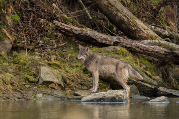 Grey Wolf, Canis lupus. Bieszczady, Carpathians, Poland.