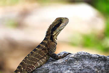 The Australian water dragon (Intellagama lesueurii)