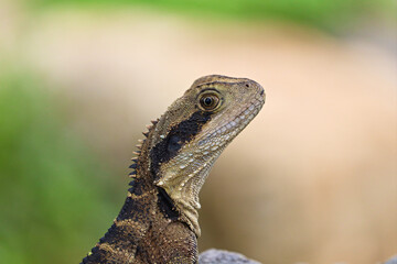 The Australian water dragon (Intellagama lesueurii)