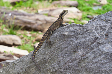 The Australian water dragon (Intellagama lesueurii)