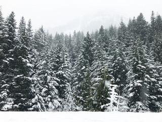 Obraz premium Washington State Snow 
