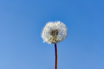 Obraz premium White ball of dandelion flower in rays of sunlight on a background of blue sky