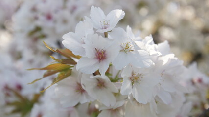 桜の花