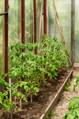 Beautiful interior view of tomato plants in greenhouse. Gardening concept