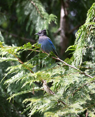 bird on a branch