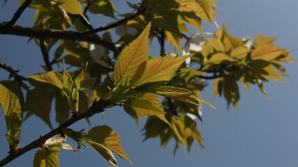 桜の葉と空