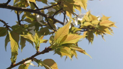 桜の葉と空