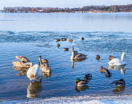Drakes, mallard ducks and swans swimming in a frozen lake in winter - Powered by Adobe