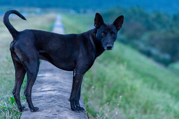 Black Indian dog