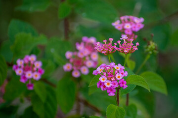 pink and purple flowers