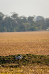 bar headed goose in landscape of keoladeo national park or bharatpur bird sanctuary rajasthan india - anser indicus