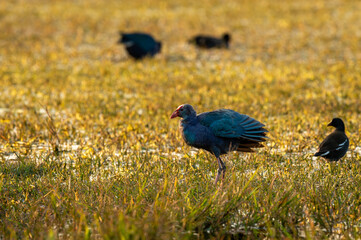 Western swamphen or Purple Moorhen or Porphyrio porphyrio portrait with wingspan in winter light at wetland of keoladeo national park or bharatpur bird sanctuary rajasthan india