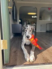dog