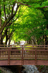 bench in the park