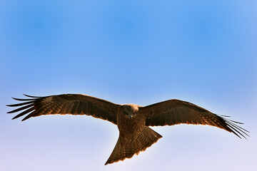 羽を広げて飛ぶトンビ