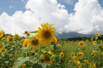 Fototapeta premium 太陽をみつめるひまわりの花