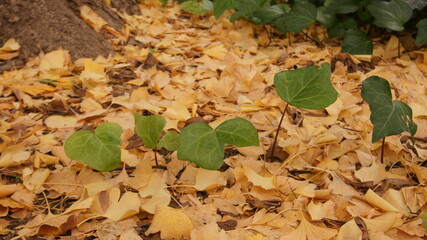 紅葉と緑の葉