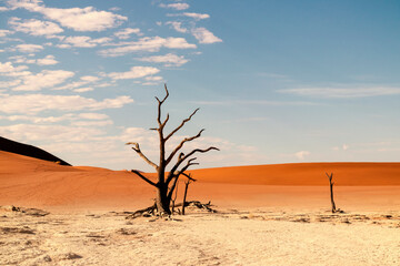 Fototapeta na wymiar The famous place Deadvlei. Beautiful landscape in the Namib desert