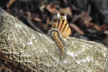 chipmunk