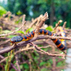 Snake 3/4