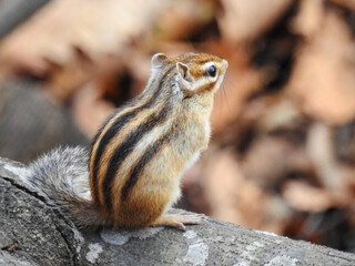 chipmunk