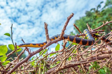 Snake Down Profile
