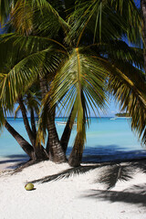 Empty beach, palm trees and coconuts on the shore of the azure seashore. Saona Island in the Dominican Republic.