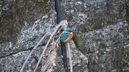木の枝にたたづむカワセミの写真