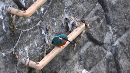 お気に入りの川の非常梯子にいるカワセミ君の写真