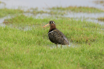 Greater painted-snipe Female, Rostratula benghalensis, Pune, Maharashtra, India