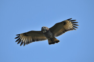 Mottled wood owl in flight, Strix ocellata, pune, Maharashtra, India