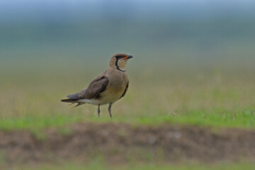 Oriental pratincole, Glareola maldivarum, Pune, Maharashtra, India