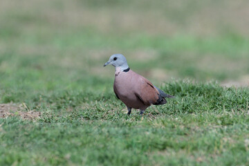Red collared dove, Streptopelia tranquebarica, Pune, Maharashtra, india