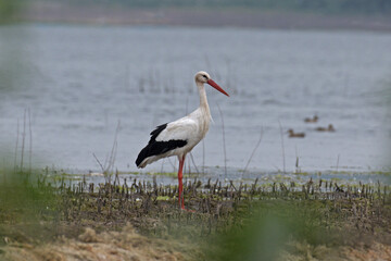 White Stork, Ciconia ciconia, Pune, Maharashtra, India