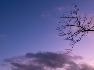 紫色に染まる冬の琵琶湖畔の公園　夕暮れ