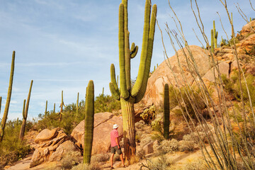 Fototapeta Cactus obraz