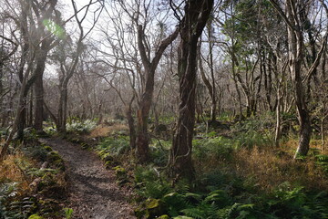 a forest path through bare trees