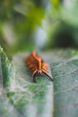 moth on leaf