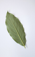 close up Persimmon leaf isolated white background.