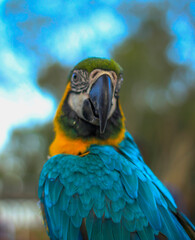 blue and gold macaw